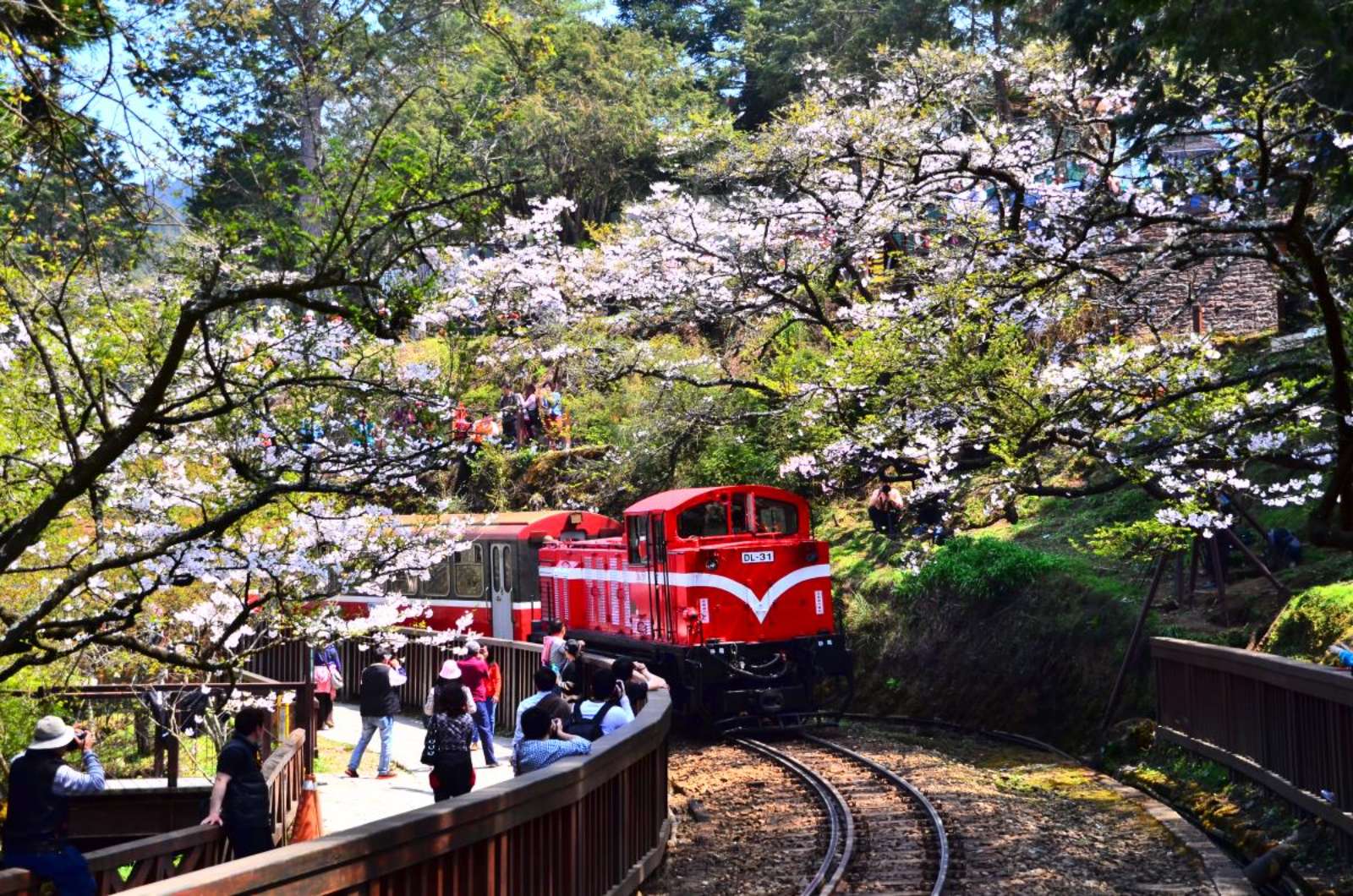 Festival hoa, lễ hội hoa Đài Loan, du lịch Đài Loan, Yangmingshan, Tung Hakka, Alishan