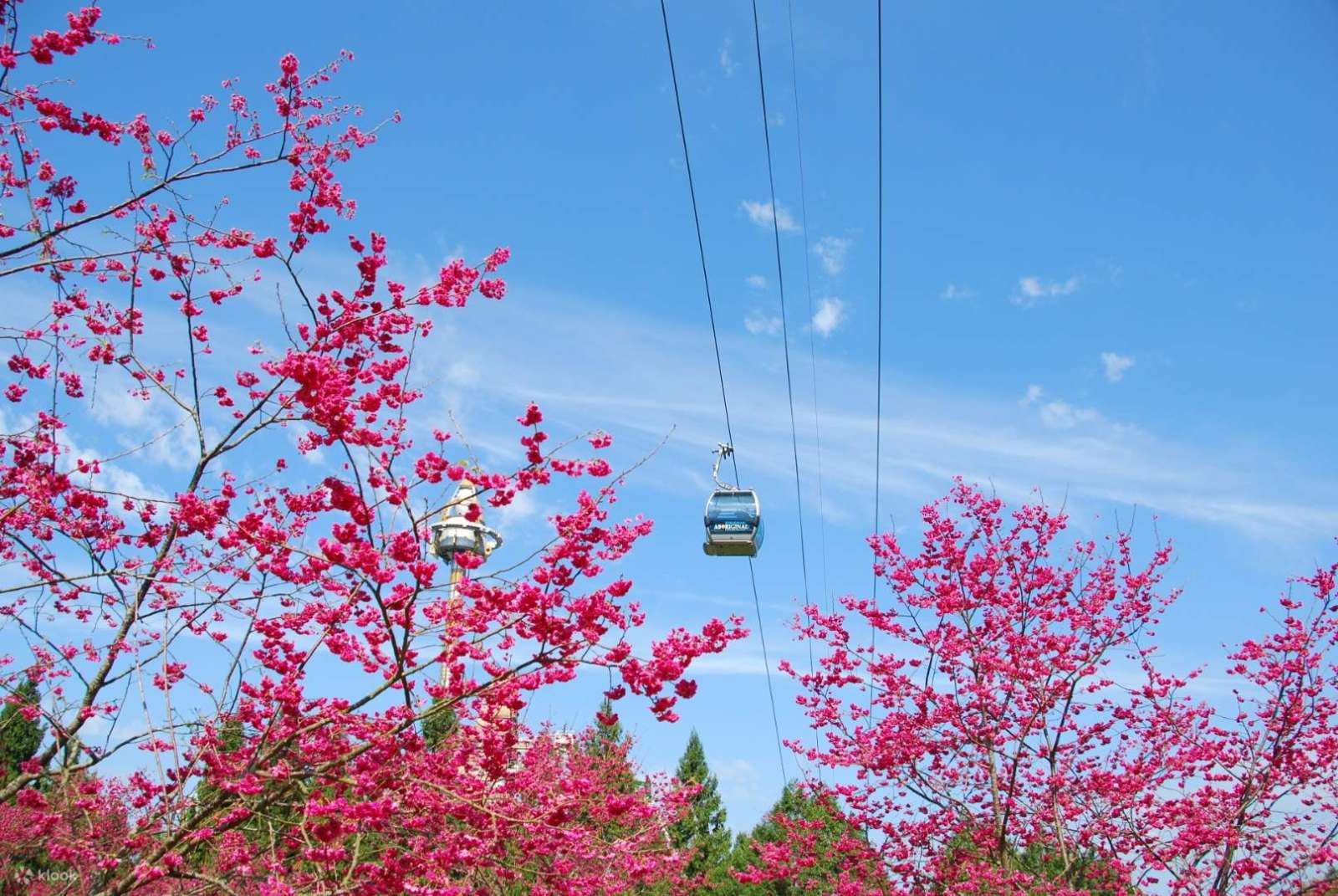 Festival hoa, lễ hội hoa Đài Loan, du lịch Đài Loan, Yangmingshan, Tung Hakka, Alishan