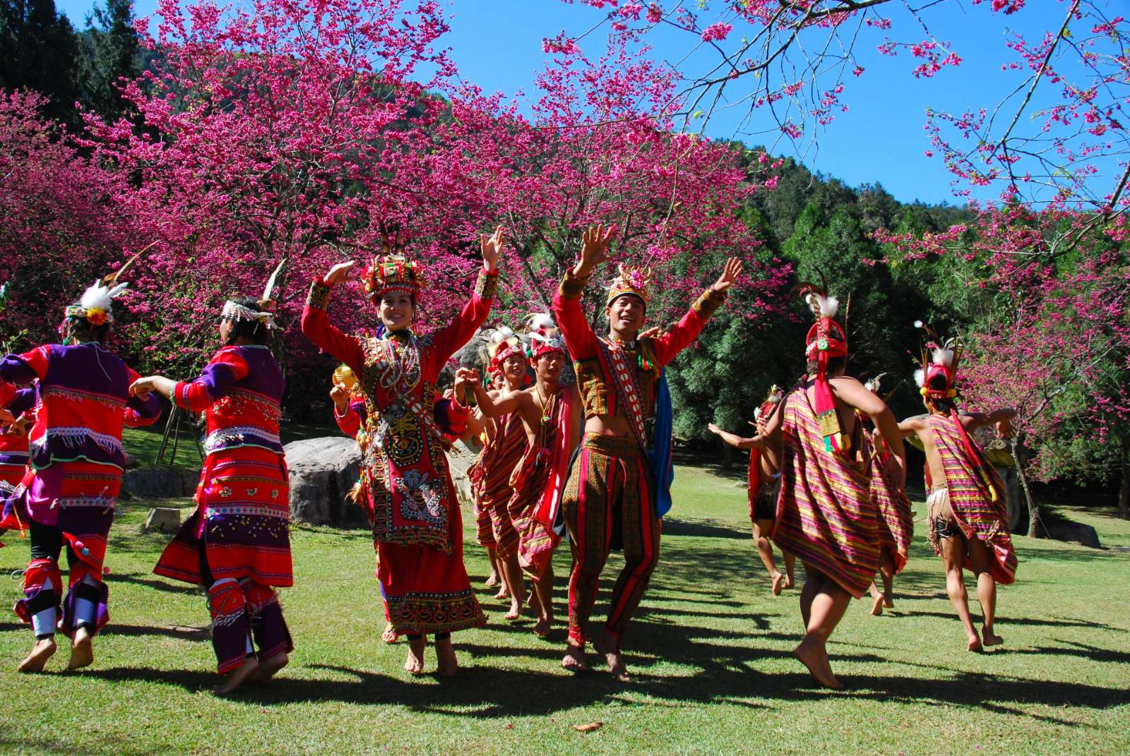 Festival hoa, lễ hội hoa Đài Loan, du lịch Đài Loan, Yangmingshan, Tung Hakka, Alishan