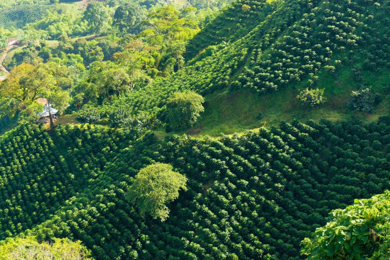 Du lịch nông nghiệp, du lịch Thái Lan, Chiang Rai, Nakhon Pathom, Nakhon Si Thammarat 