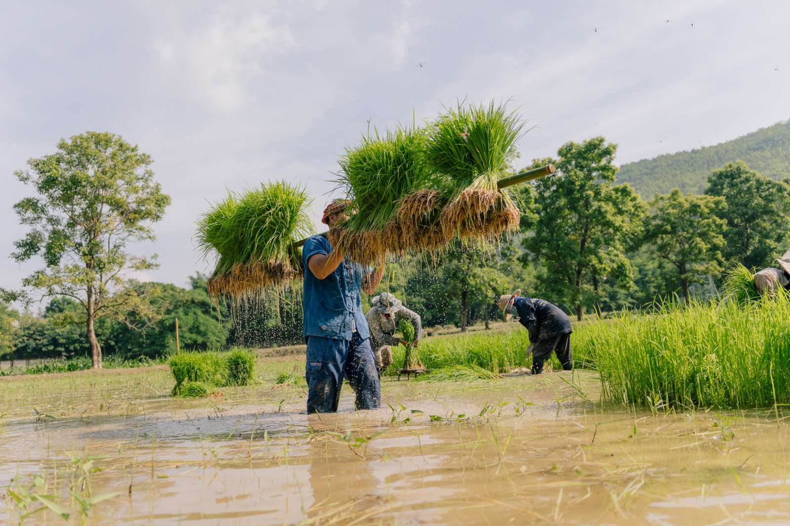 Du lịch nông nghiệp, du lịch Thái Lan, Chiang Rai, Nakhon Pathom, Nakhon Si Thammarat 