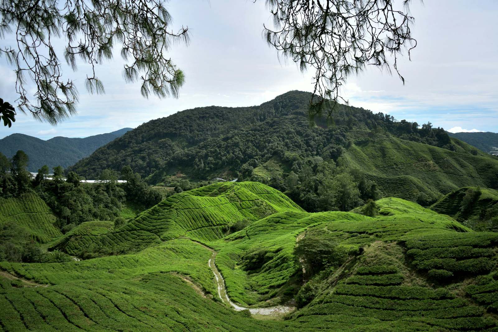 trải nghiệm du lịch, gợi ý hành trình, du lịch malaysia, cao nguyên Cameron, Cameron highlands