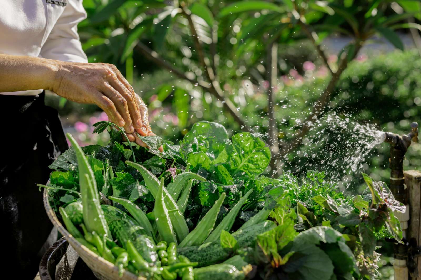 Six Senses Côn Đảo, bảo tồn thiên nhiên