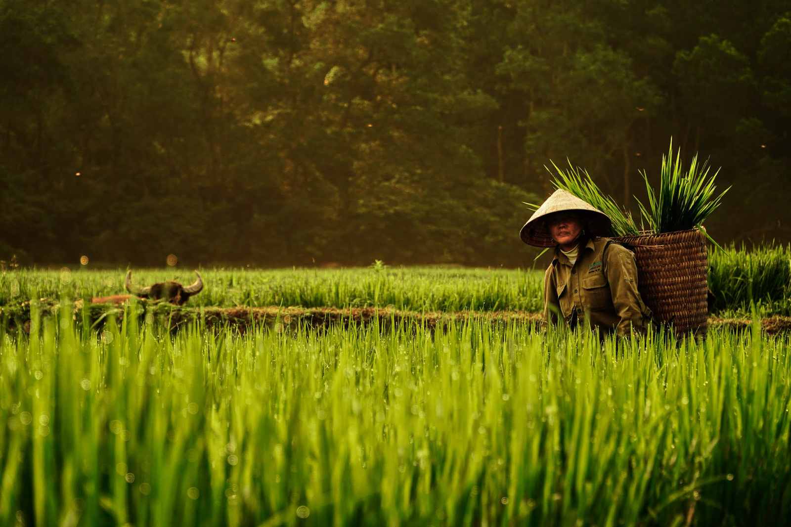 laguna-lang-co-du-lich-ben-vung-khu-nghi-duong-xanh-vietnam