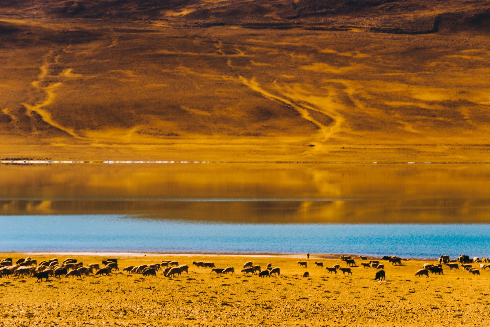 ladakh, ấn độ, himalaya