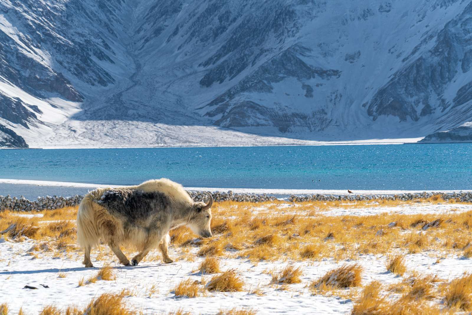 Hồ Pangong, Ladakh, khám phá Ladakh, Ấn Độ