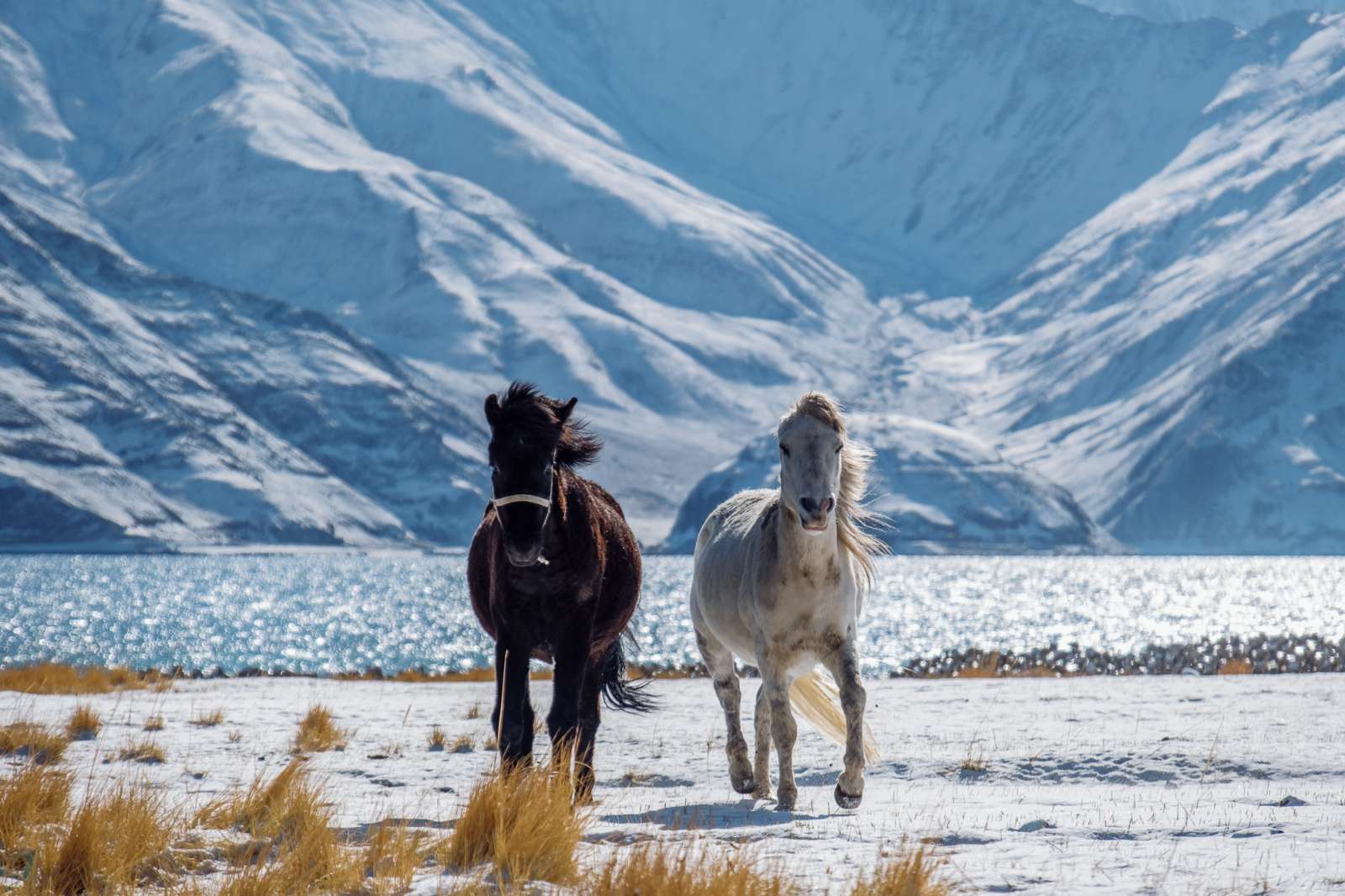 Hồ Pangong, Ladakh, khám phá Ladakh, Ấn Độ