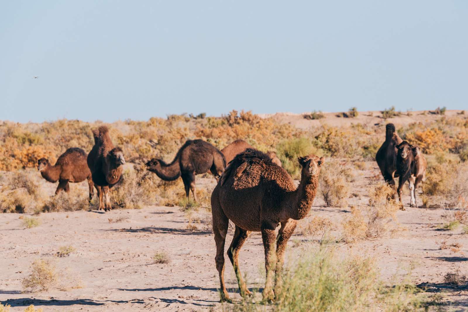 pháo đài Khorezm, Uzbekistan, khám phá Uzbekistan, sông Amu Darya, sa mạc Kyzylkum
