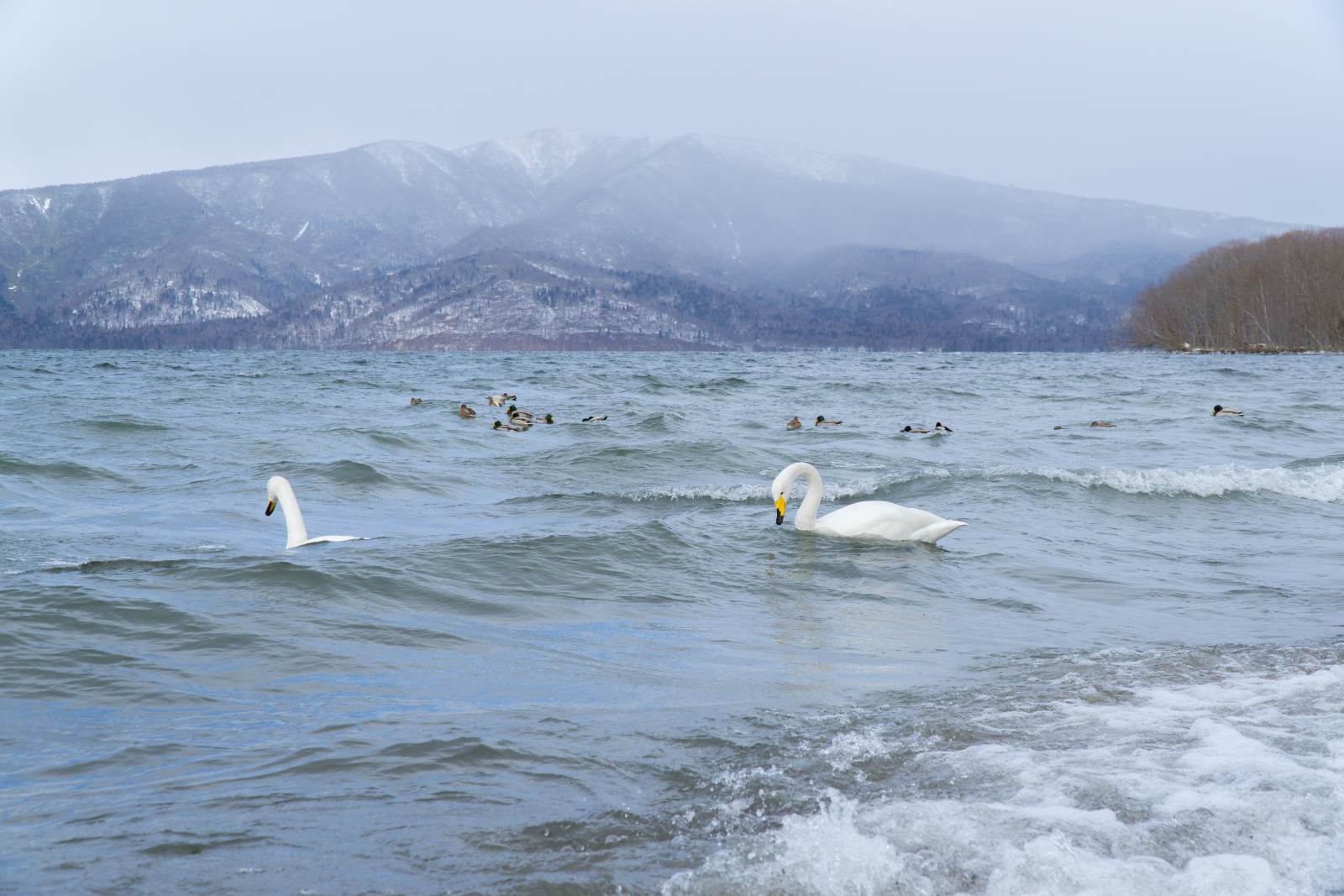 du lịch nhật bản, khám phá Hokkaido, kinh nghiệm du lịch, gợi ý hành trình, gợi ý điểm đến