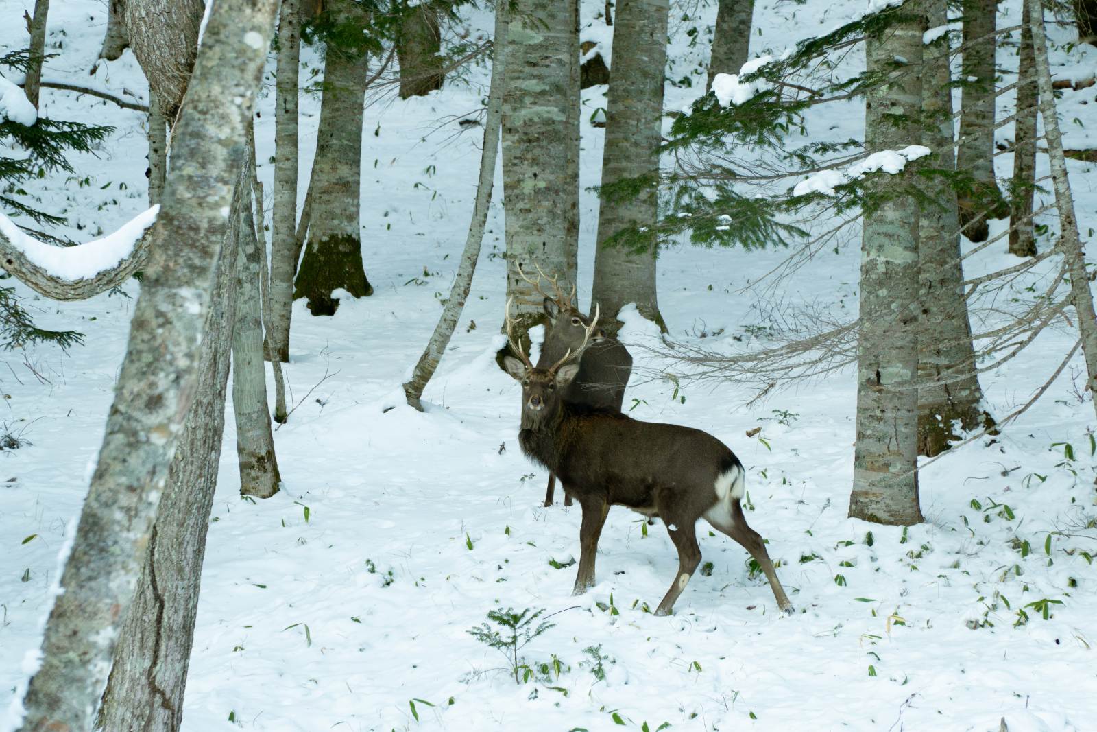 du lịch nhật bản, khám phá Hokkaido, kinh nghiệm du lịch, gợi ý hành trình, gợi ý điểm đến