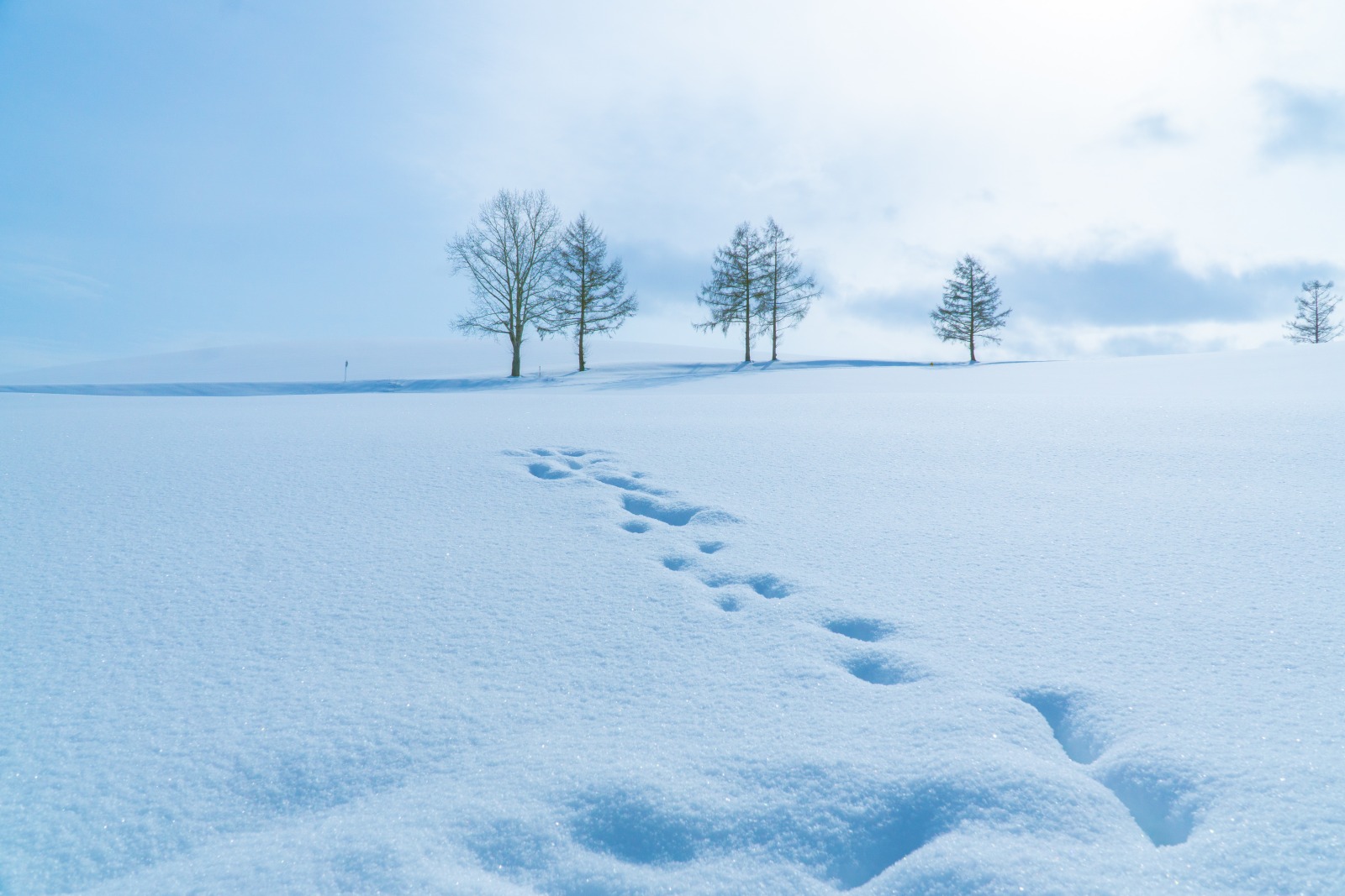du lịch nhật bản, khám phá Hokkaido, kinh nghiệm du lịch, gợi ý hành trình, gợi ý điểm đến