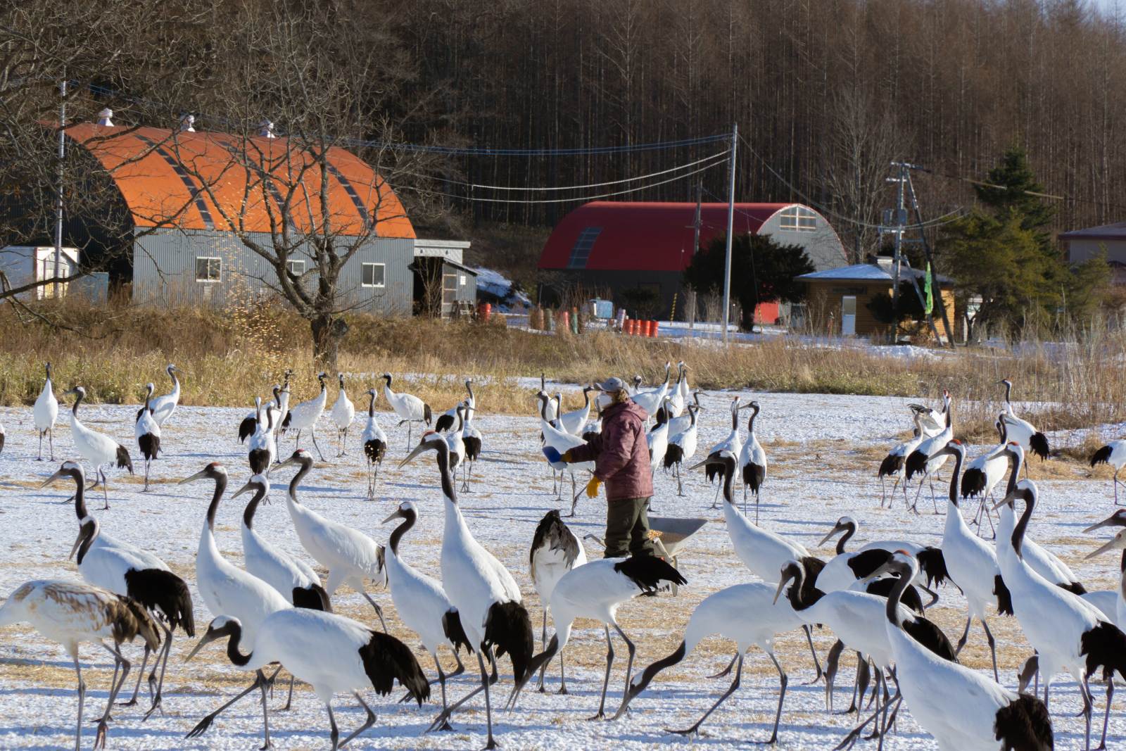 du lịch nhật bản, khám phá Hokkaido, kinh nghiệm du lịch, gợi ý hành trình, gợi ý điểm đến