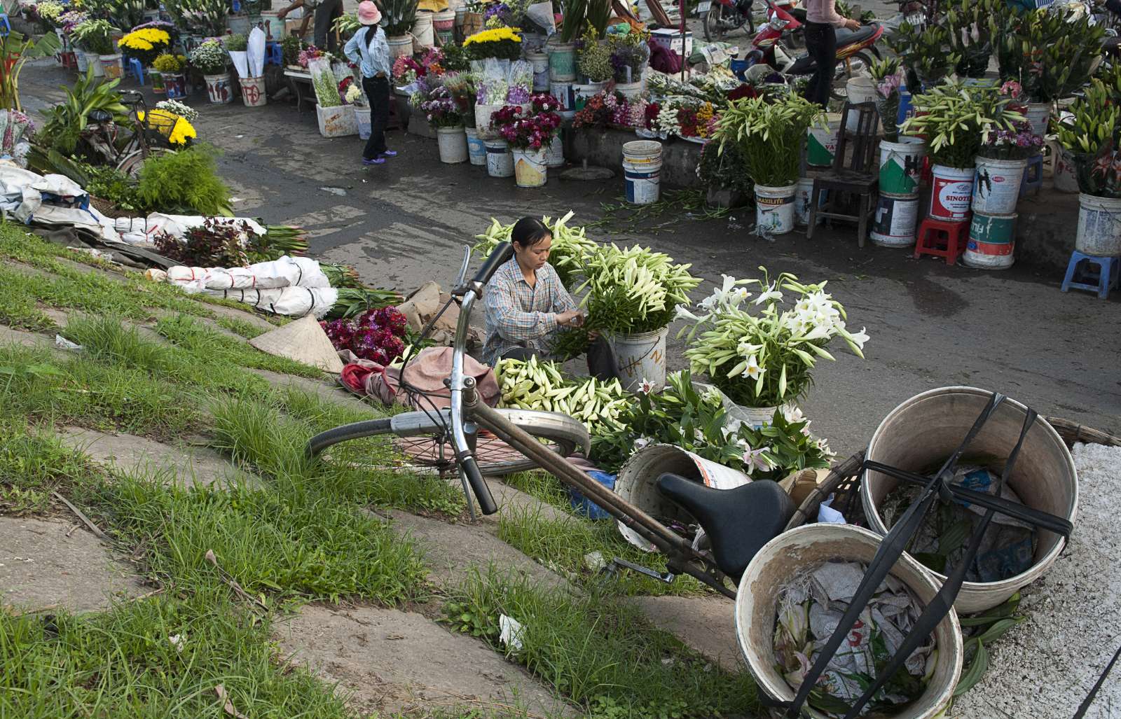 Hoa Loa Kèn, Hà Nội mùa hoa, du lịch, khám phá