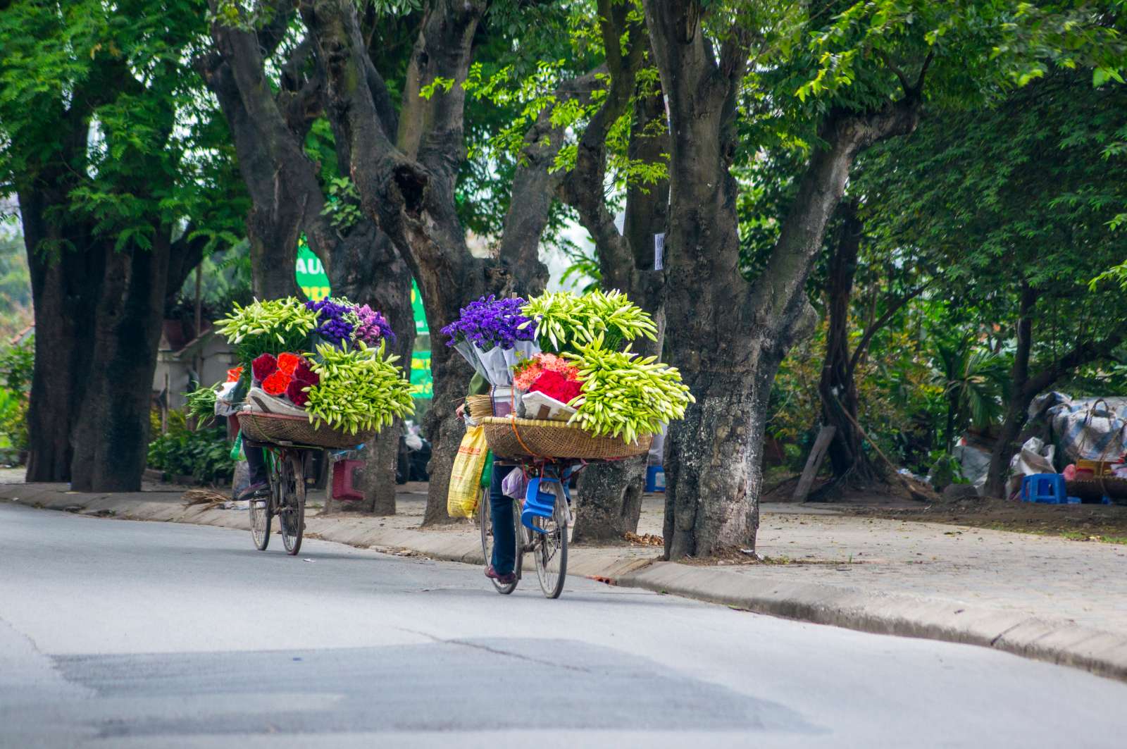 Hoa Loa Kèn, Hà Nội mùa hoa, du lịch, khám phá