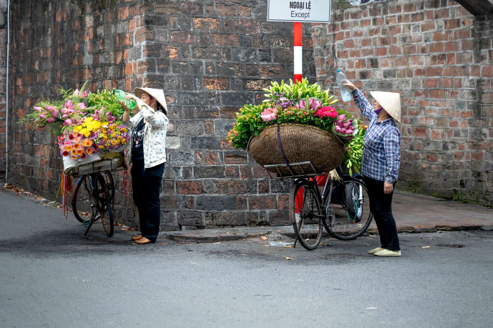 Hoa Loa Kèn, Hà Nội mùa hoa, du lịch, khám phá