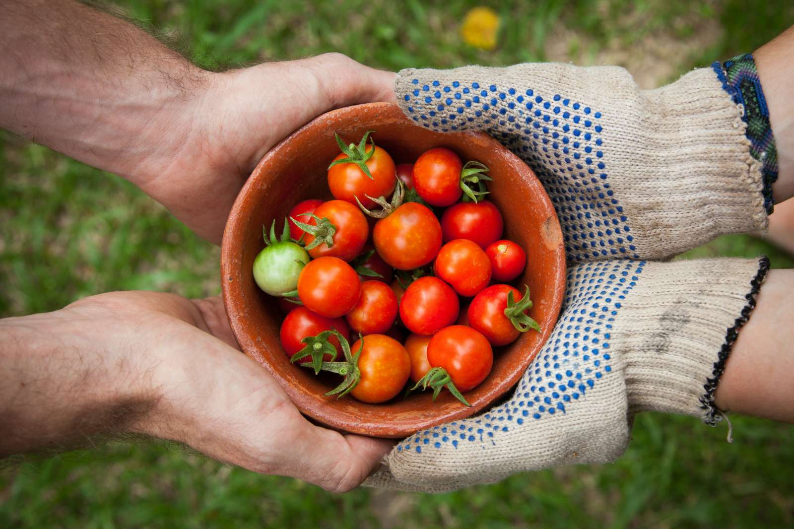 Locavore, xu hướng ẩm thực, ẩm thực địa phương, cuisine