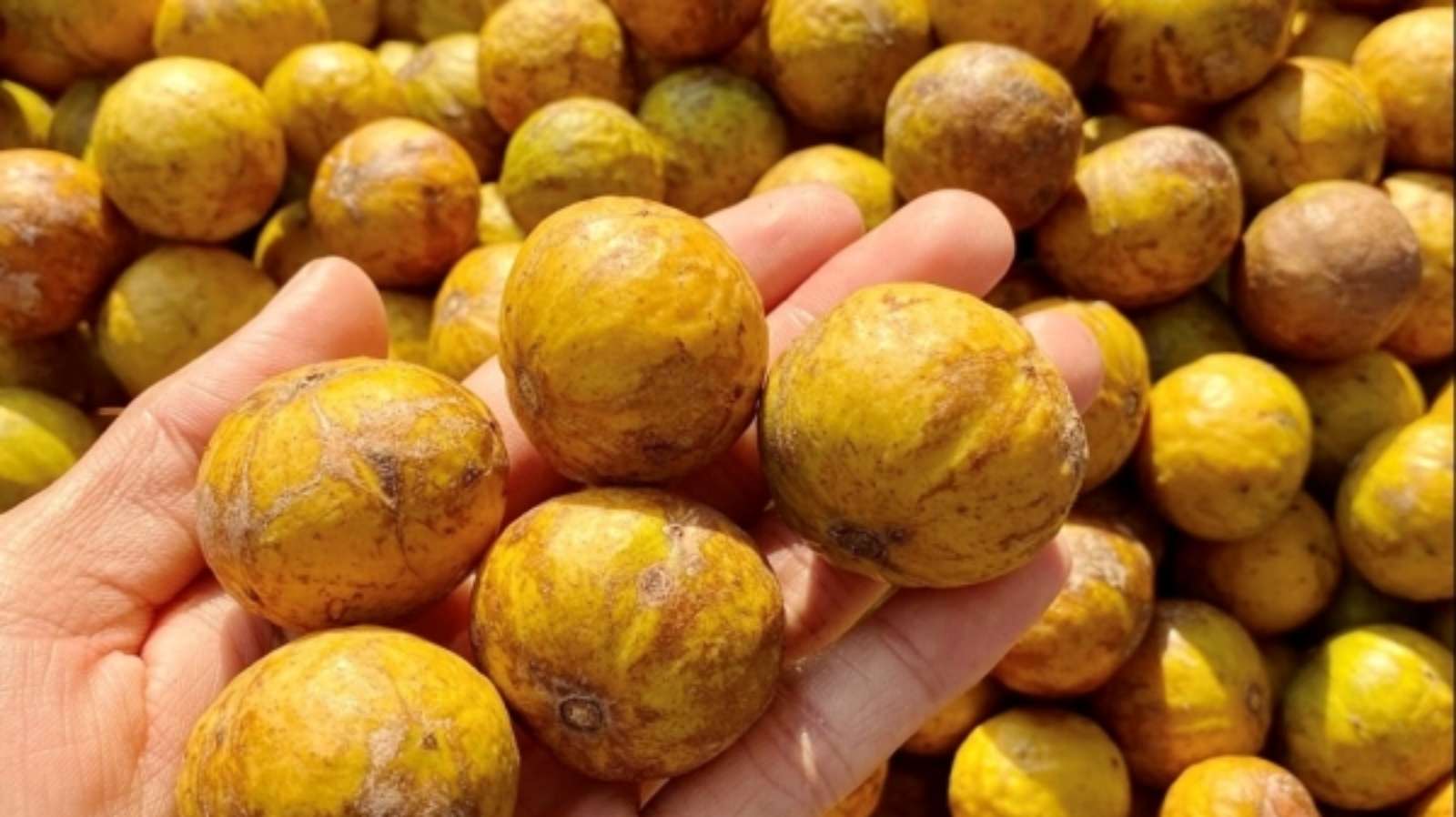 Sấu chín, Ẩm thực Việt Nam, Mùa thu Hà Nội, Món ngon mỗi ngày