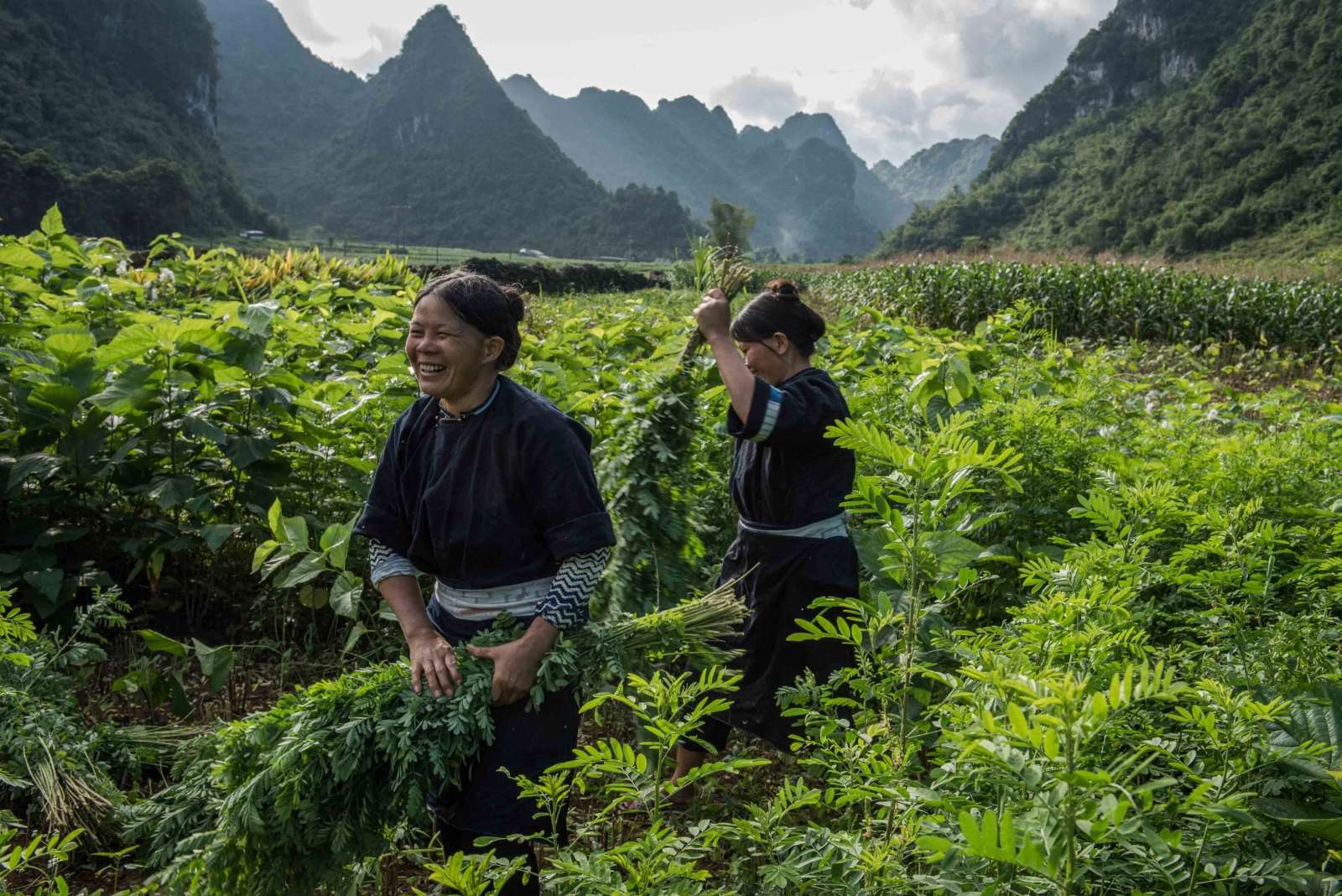 Nhuộm Chàm, Indigo Dye, thời trang bền vững, xu hướng thời trang