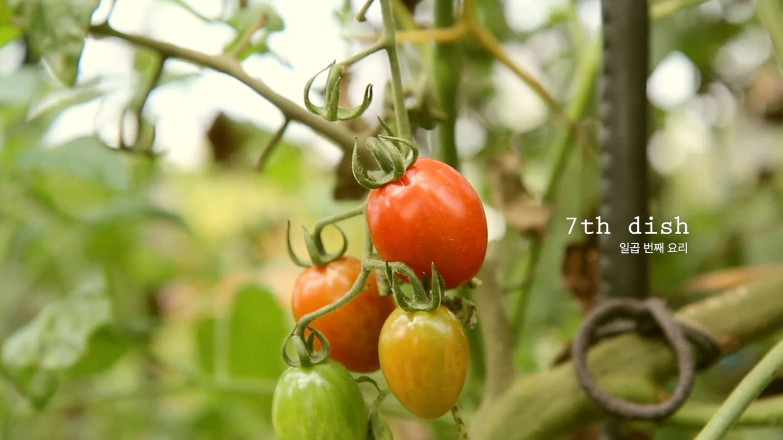 Little Forest, phim chữa lành, review phim, phim lẻ hay