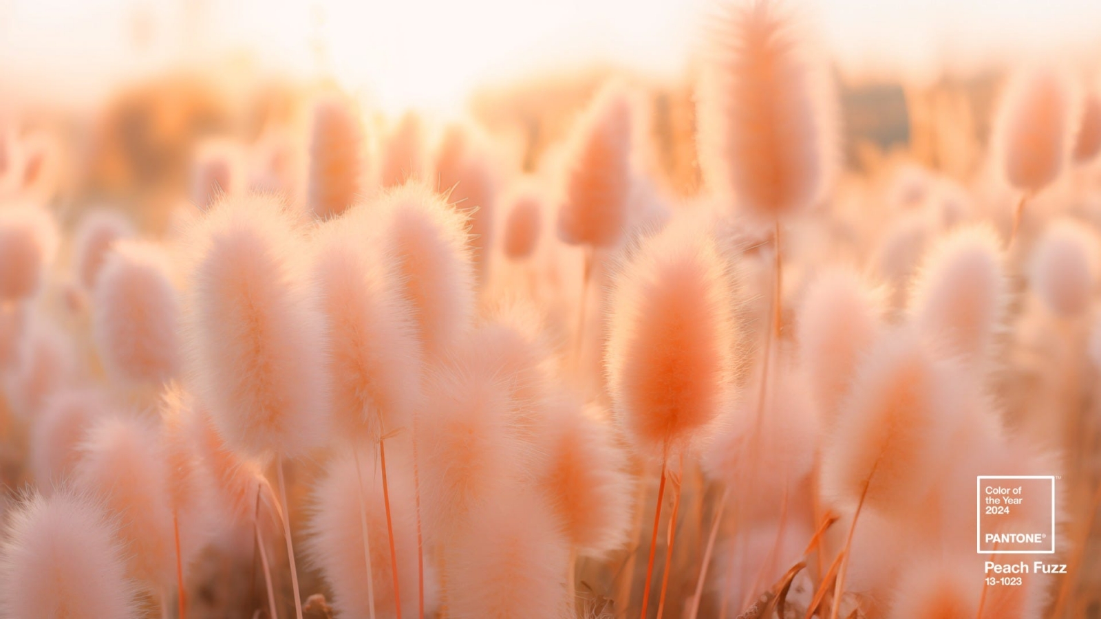 màu sắc của năm 2024, peach fuzz, pantone, Pantone 13-1023 Peach Fuzz