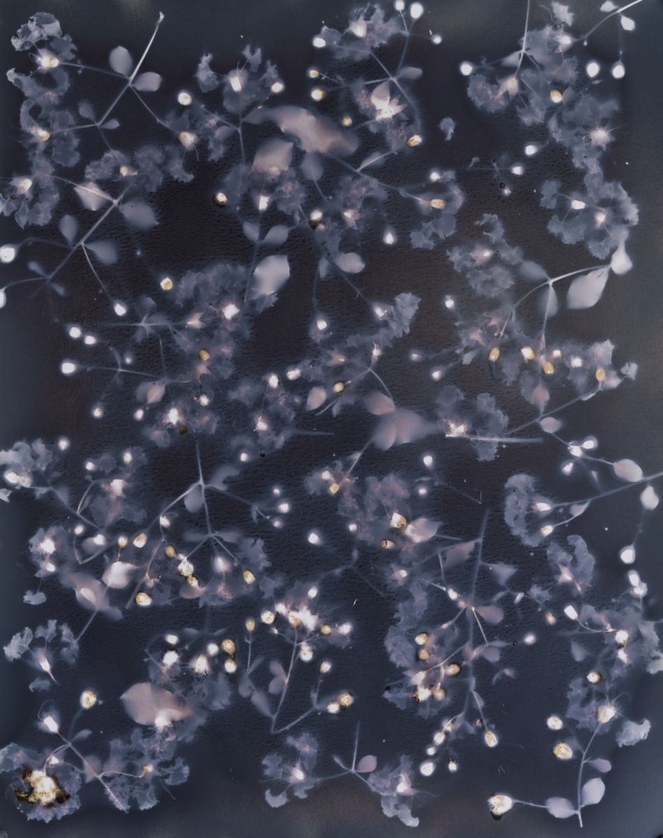 Noirfoto, chloris, triển lãm, phạm tuấn ngọc, vy gallery