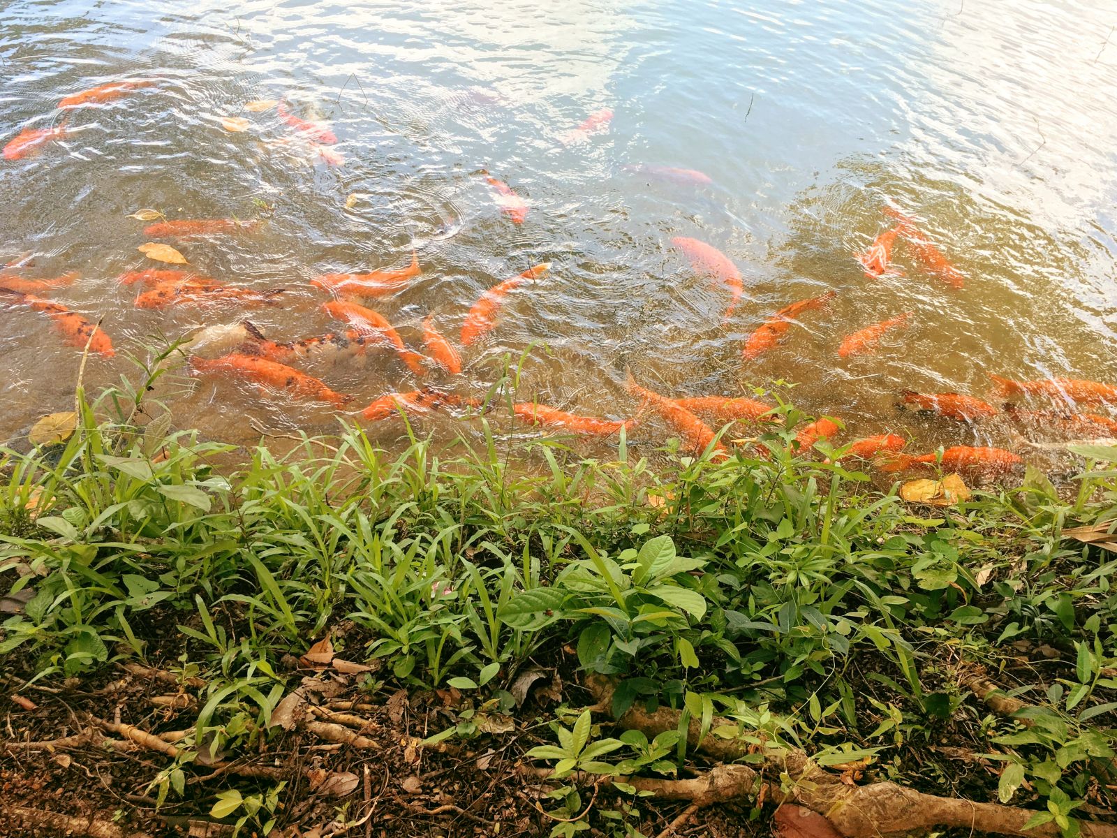 Panditarama Forest Meditation Center, thiền