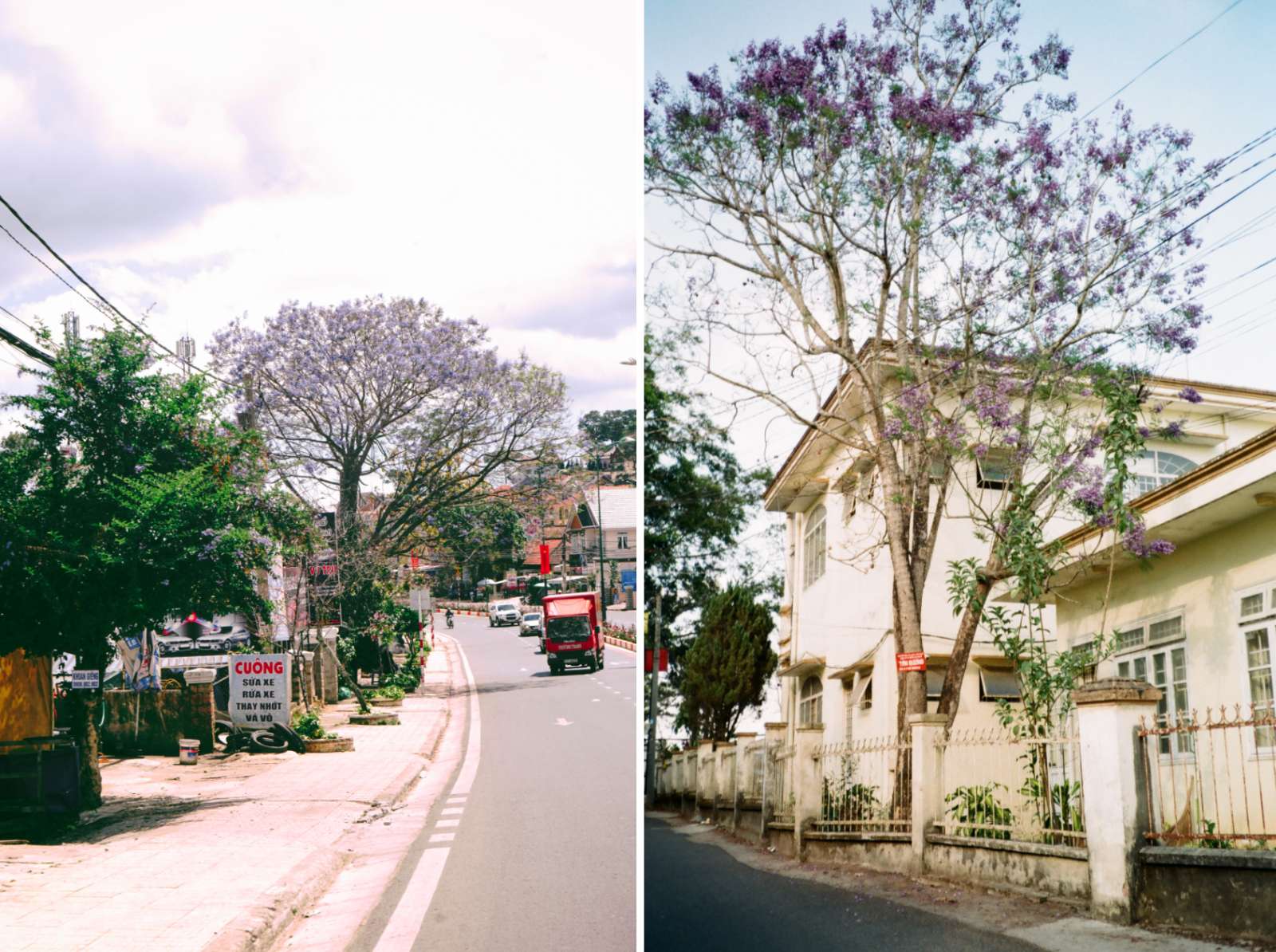 Hoa Ban, Hoa Ban Đà Lạt, Mùa hoa tháng 3