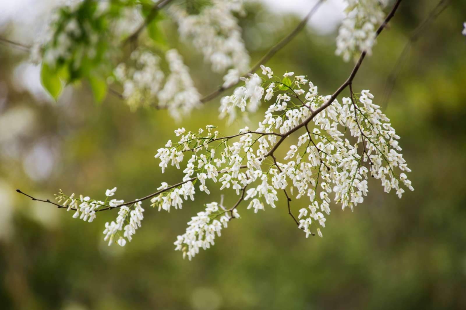Hoa sưa, hoa sưa tháng 3