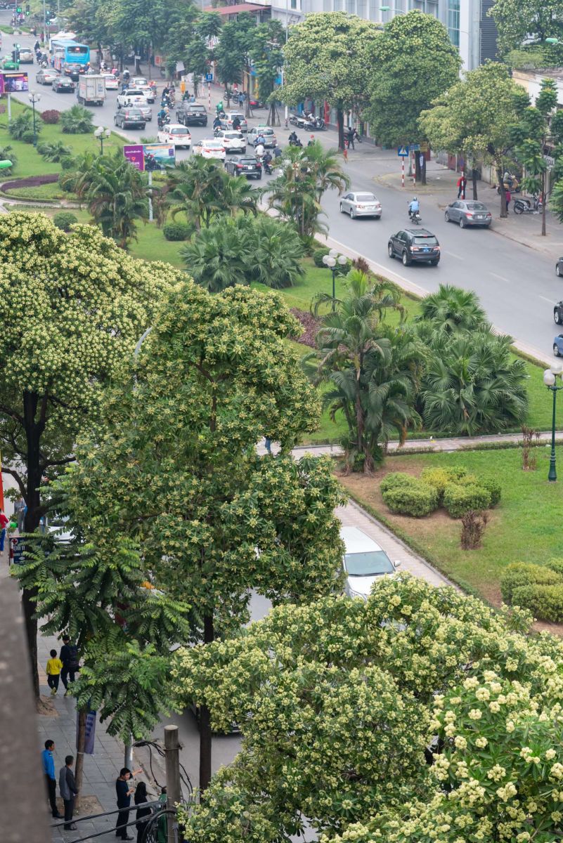 Hà Nội, mùa thu, hoa sữa