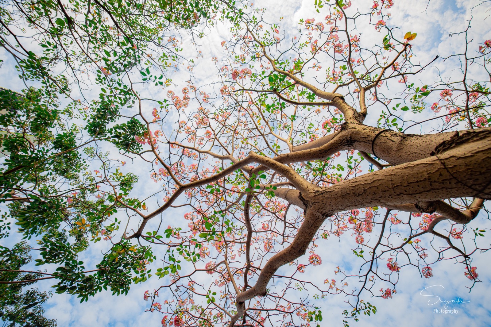 sài gòn, hoa kèn hồng, kèn hồng 