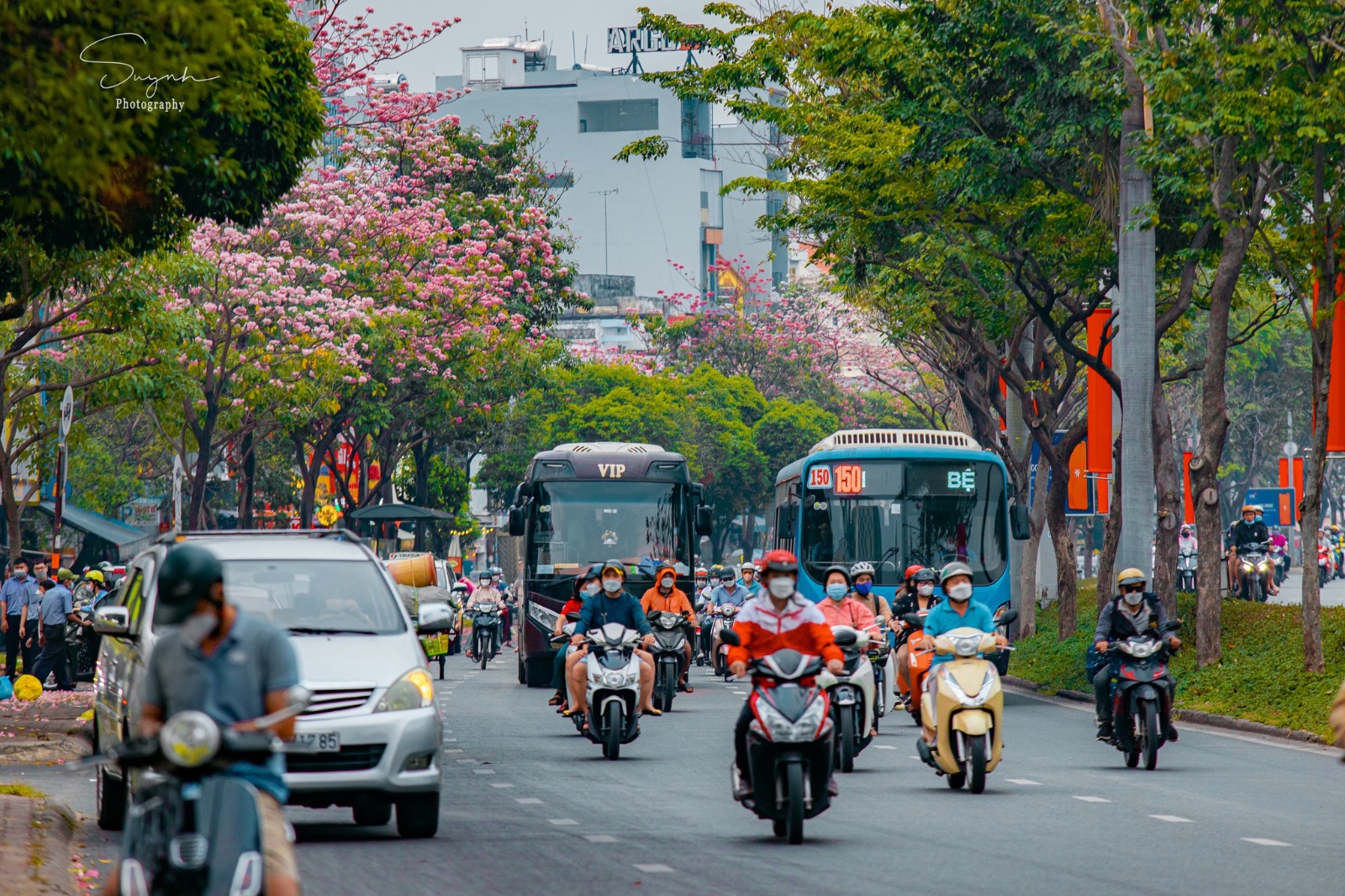 sài gòn, hoa kèn hồng, kèn hồng 