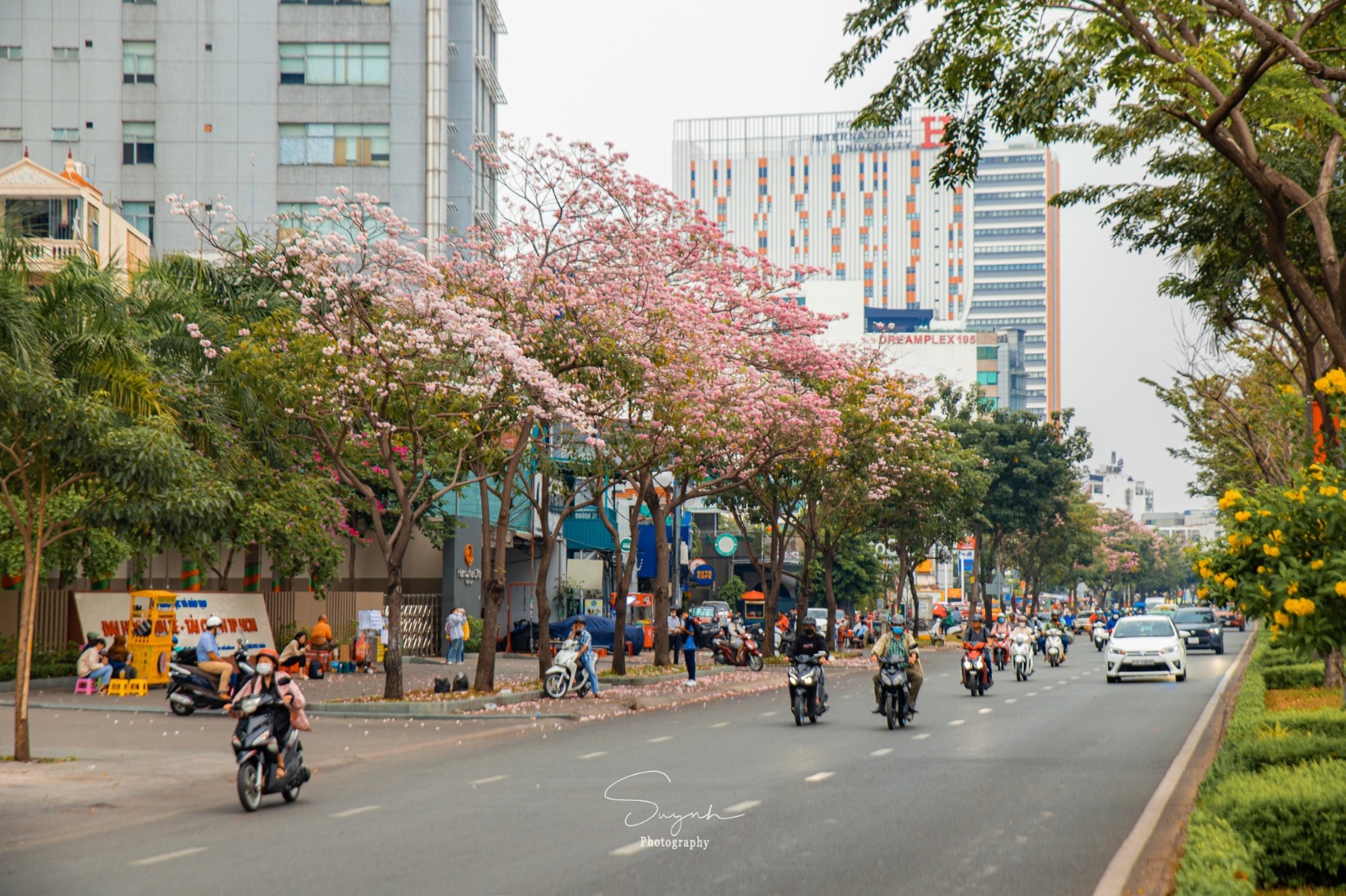 sài gòn, hoa kèn hồng, kèn hồng 