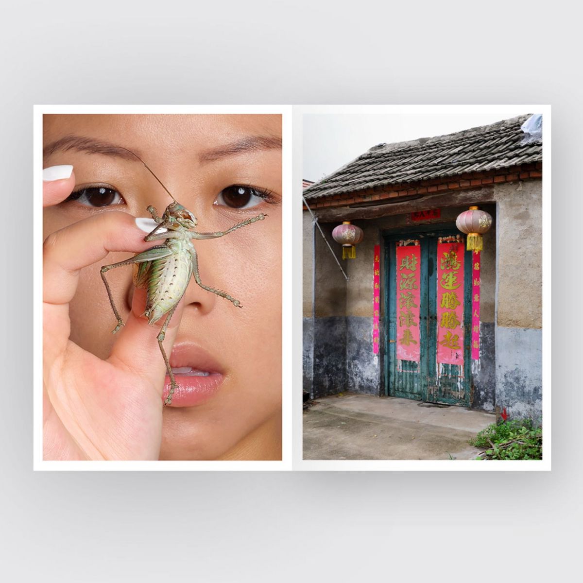 laurence kubski, crickets, những đấu sĩ tí hon, sách ảnh
