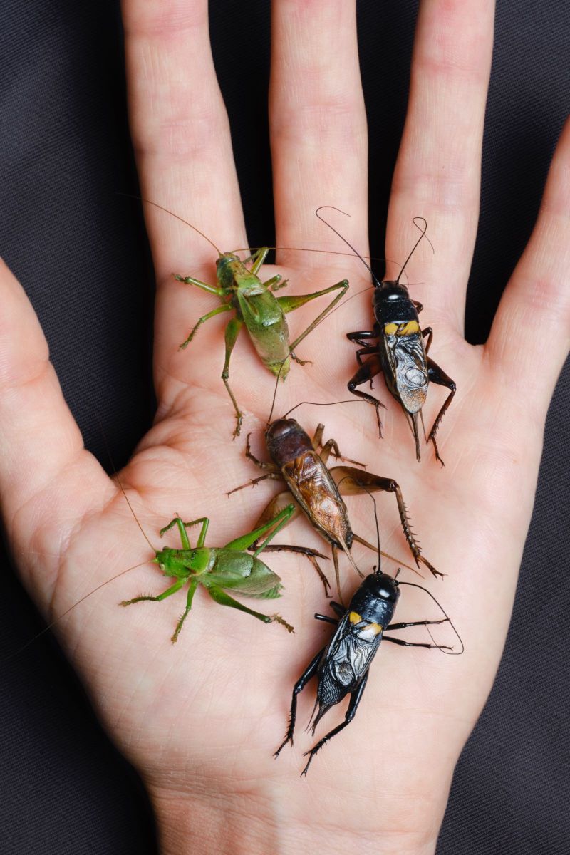 laurence kubski, crickets, những đấu sĩ tí hon, sách ảnh