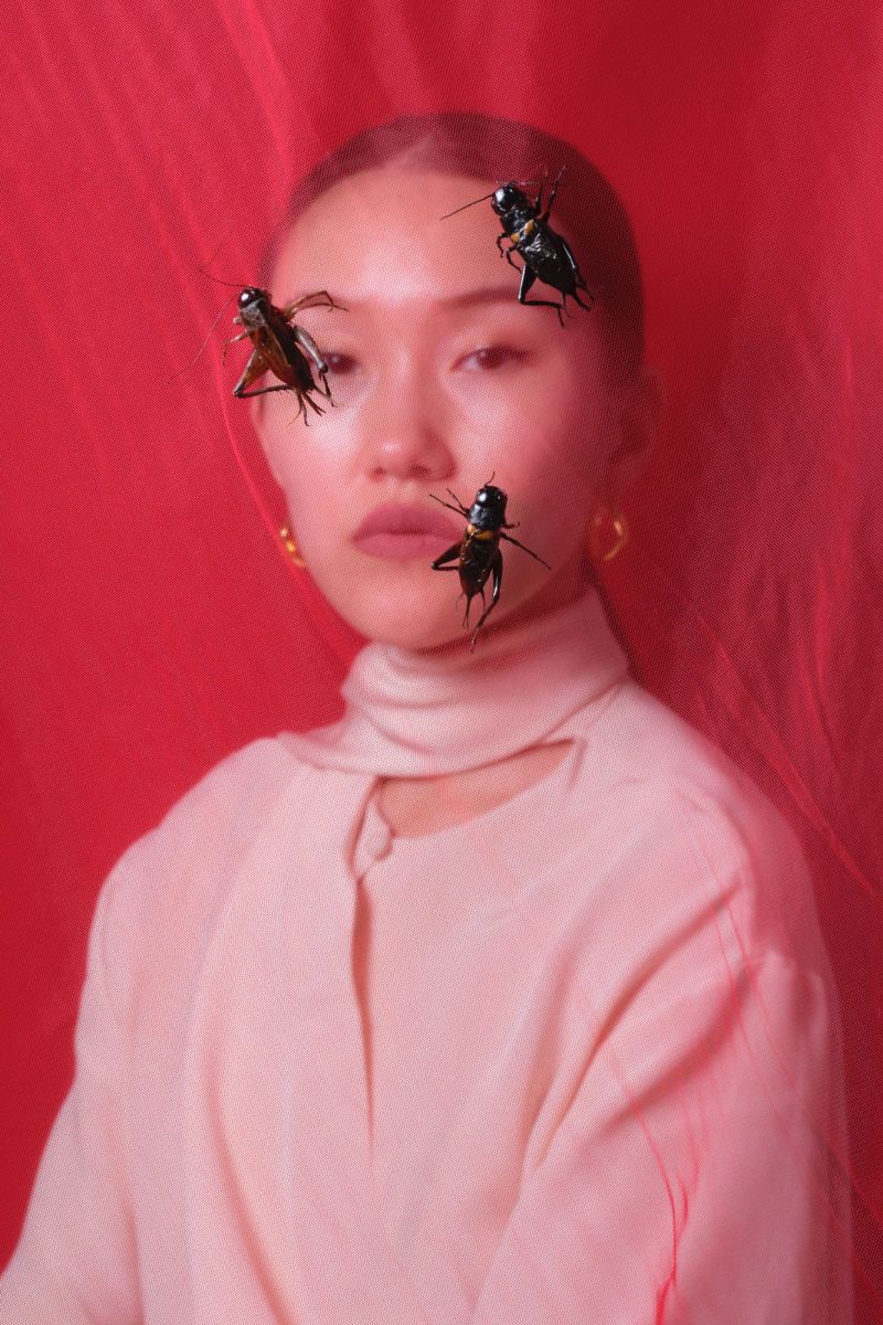 laurence kubski, crickets, những đấu sĩ tí hon, sách ảnh